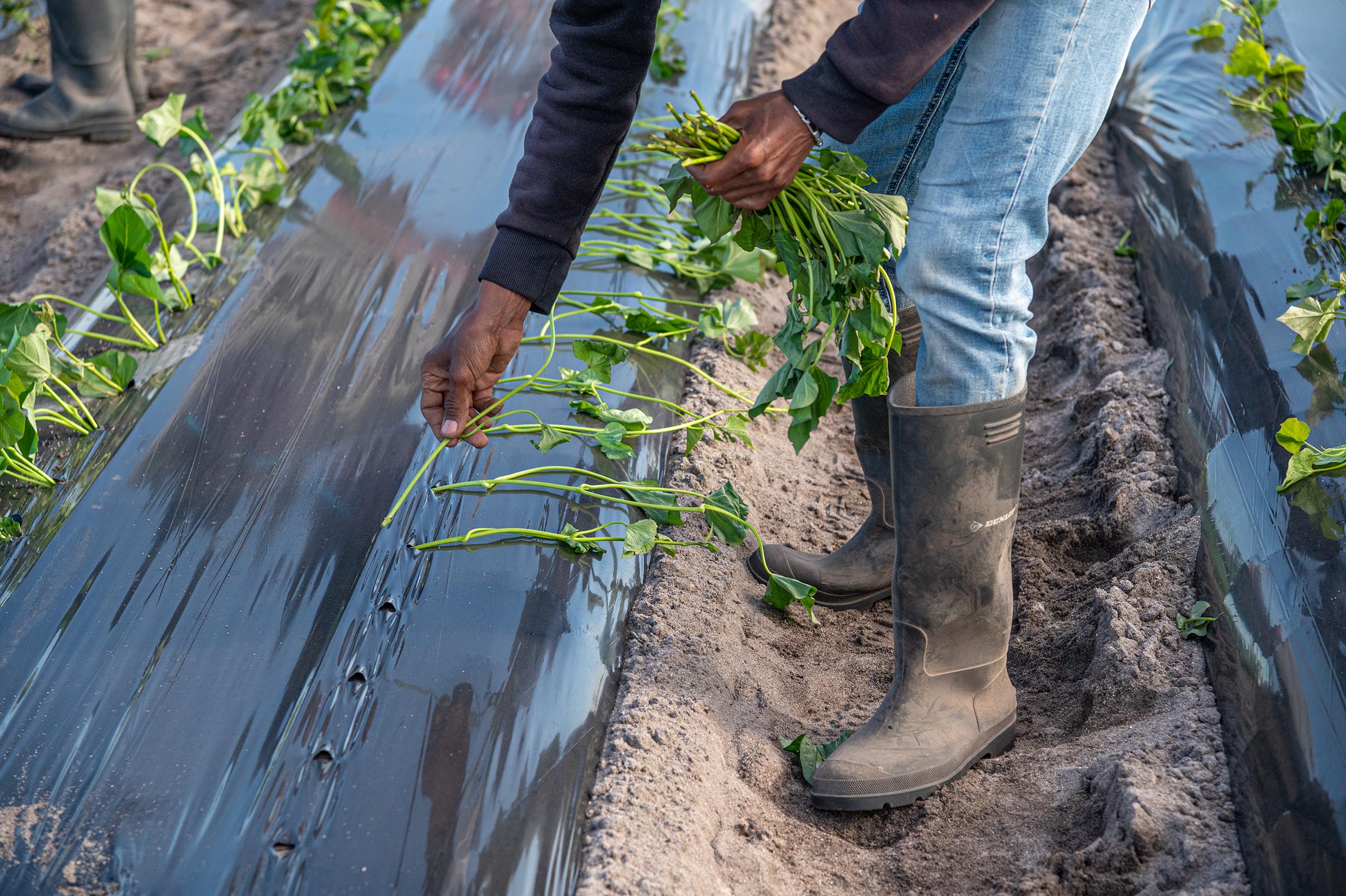 Planting operations in the field