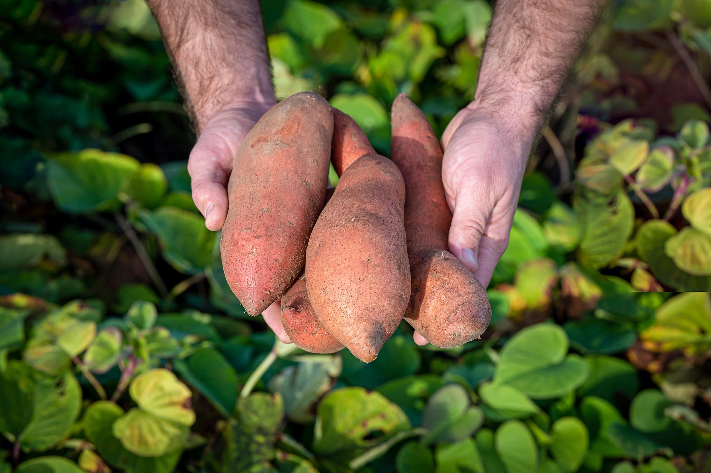 Terrasweet harvest and field operations