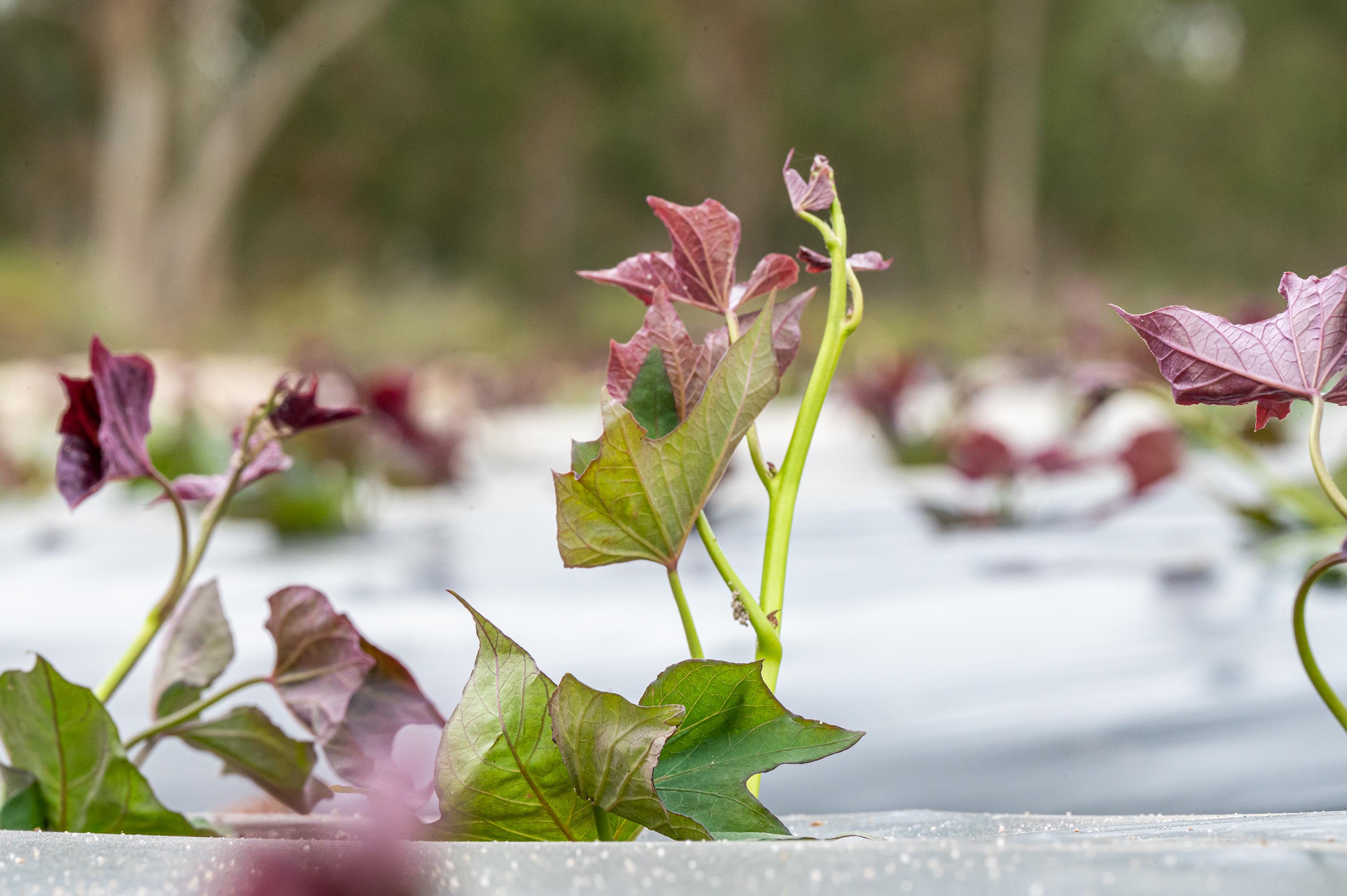 Terrasweet sweet potatoes — premium product