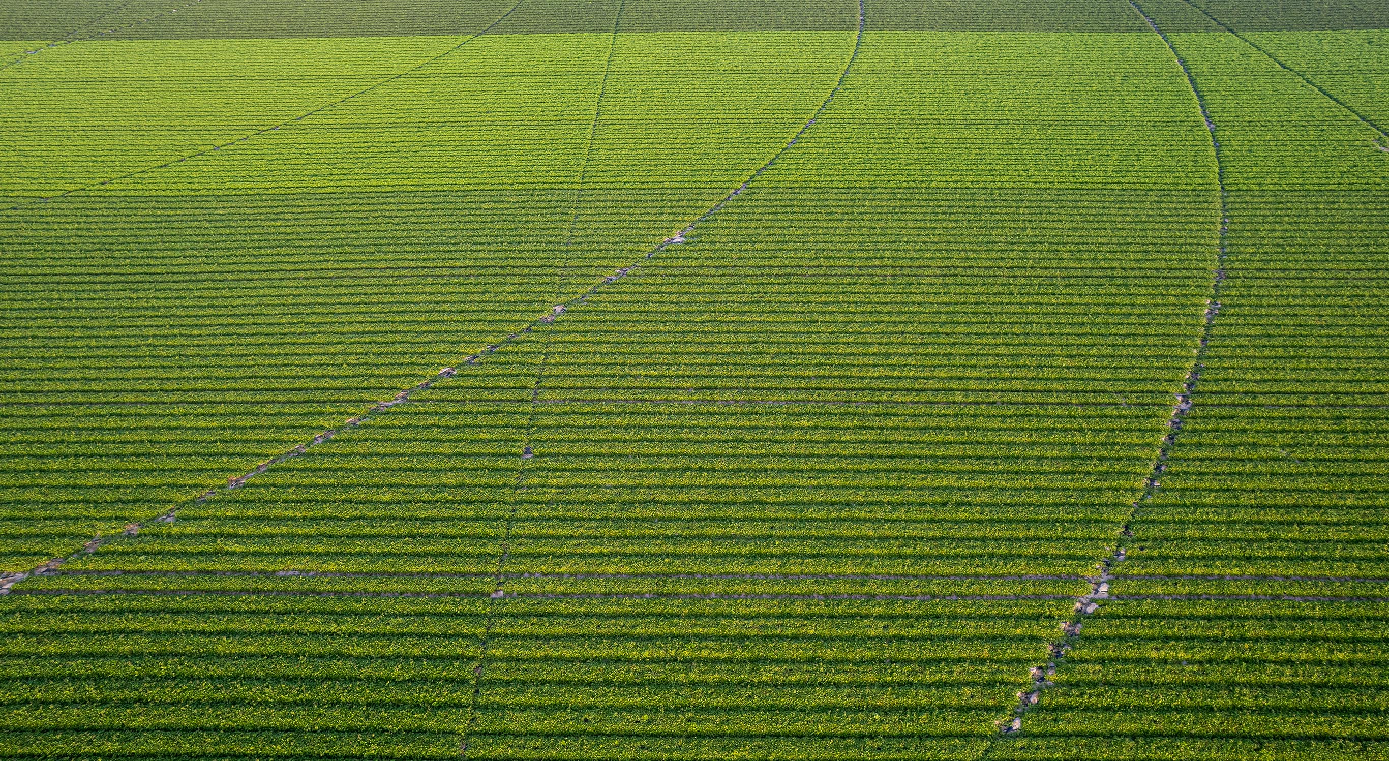 Sweet potato plants in the fields of Comporta