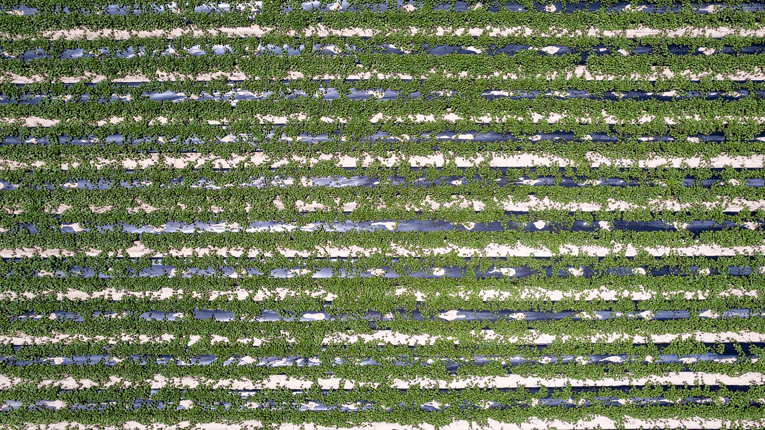 Growing — sweet potato fields in full season