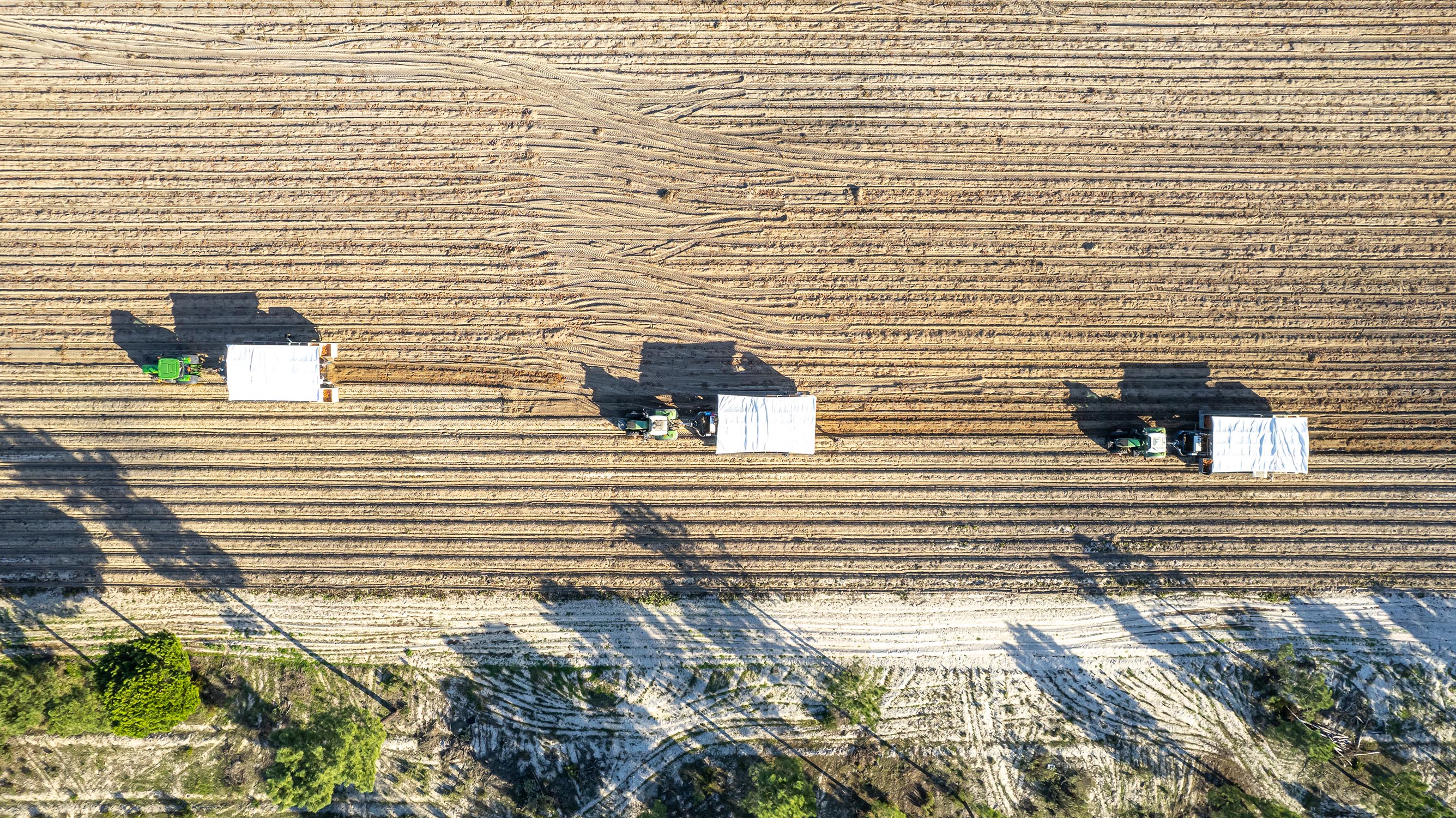 Harvest and curing operations